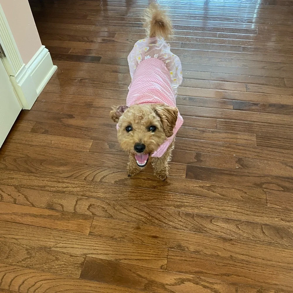 Cute pet dresses